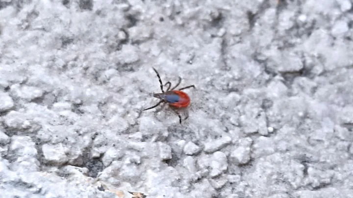 Инфекционист Мескина: энцефалитом можно заразиться без укуса клеща – через молоко