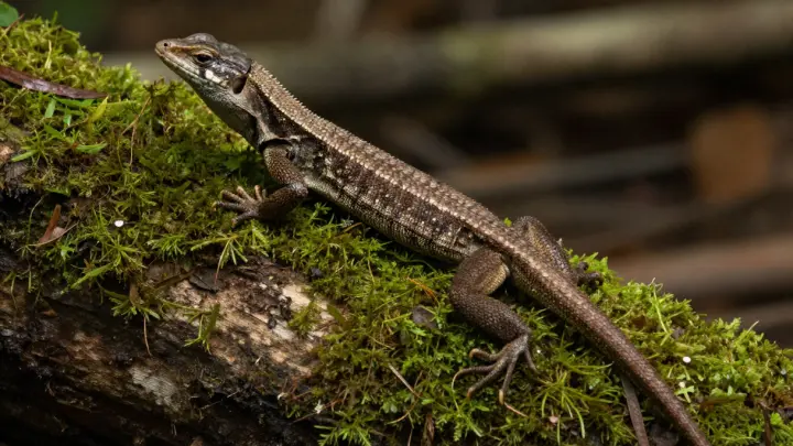В Дагестане нашли нового разносчика смертельной лихорадки