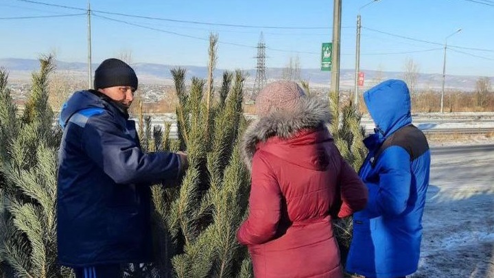 Власти Читы штрафуют нелегальных продавцов новогодними соснами и ёлками
