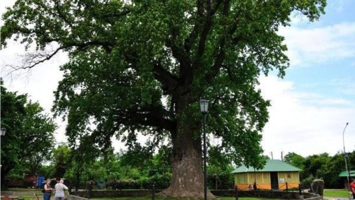 Пять возрастных деревьев Краснодарского края стали памятниками природы