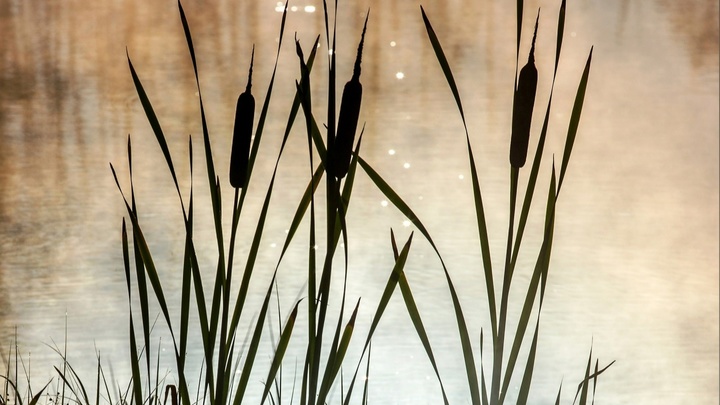 В Новосибирской области 5 июня загорелись болота в Барабинском районе