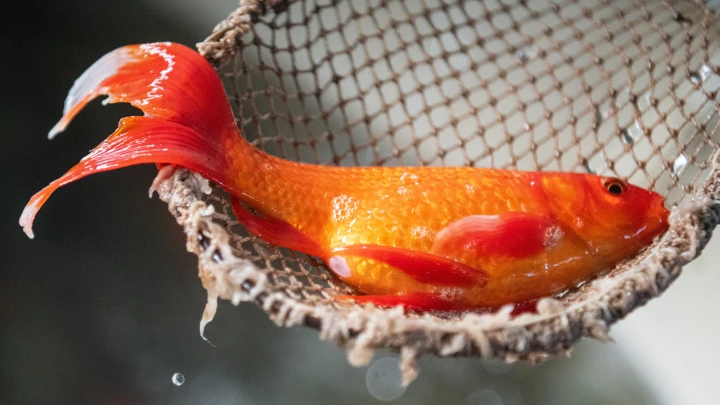 В США поймали гигантскую золотую рыбку в три раза больше обычной