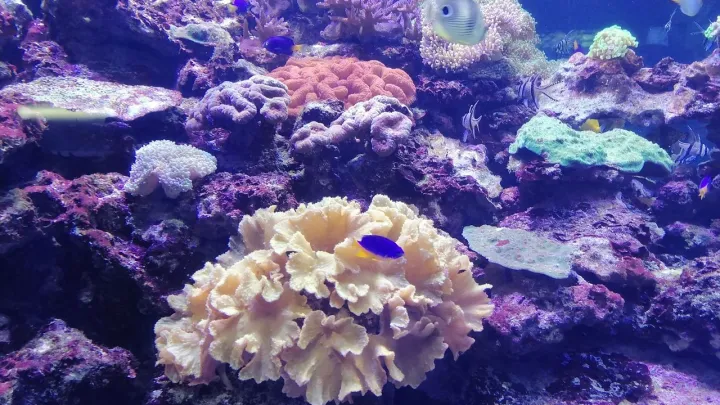 Трагедия на пляже Лангкави: малыш умер после нападения самой опасной медузы планеты