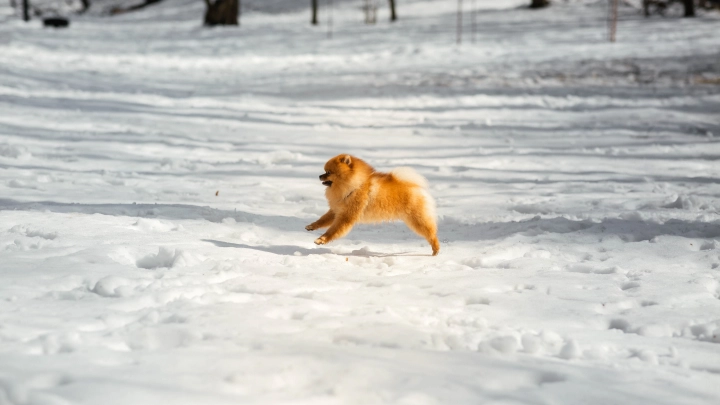 Немецкий шпиц третий год подряд удерживает первое место в сердцах собаководов