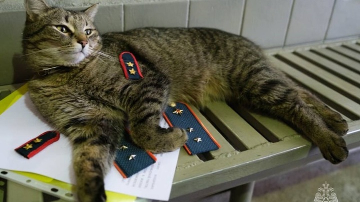 Коту Толику из отряда МЧС Москвы дали звание прапорщика и мини-погоны