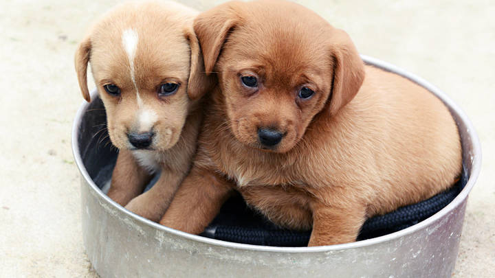 Собак есть запрещается: Южная Корея готовит революцию в еде