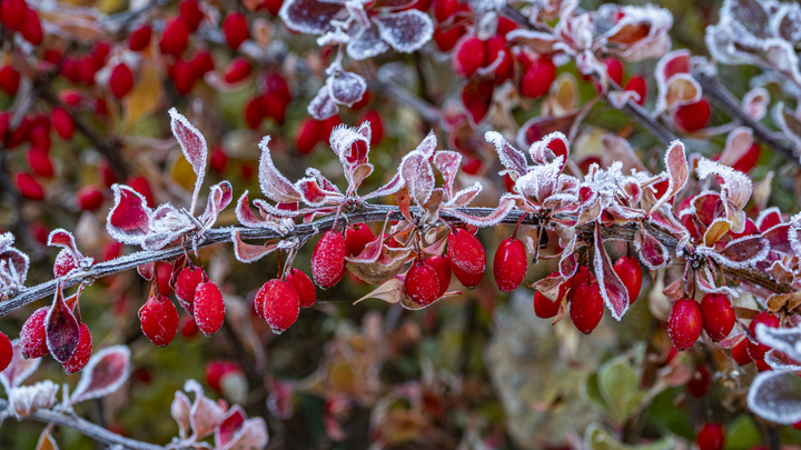 Заморозки до -1 градуса продлятся в Новосибирской области до 22 августа