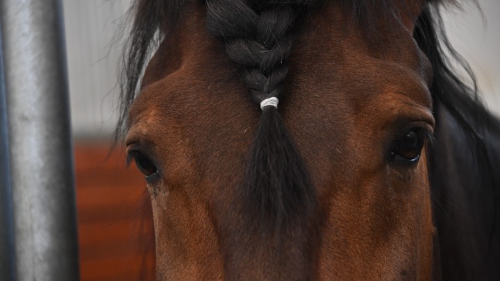 В Горячем Ключе неизвестный убил лошадь, МВД проводит проверку