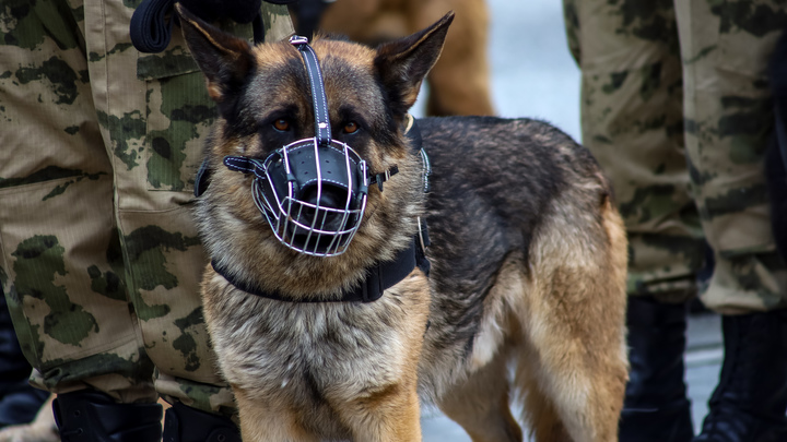 Депутат предложил отправлять бездомных собак на фронт. Коллеги парировали: возьми себе пса из приюта