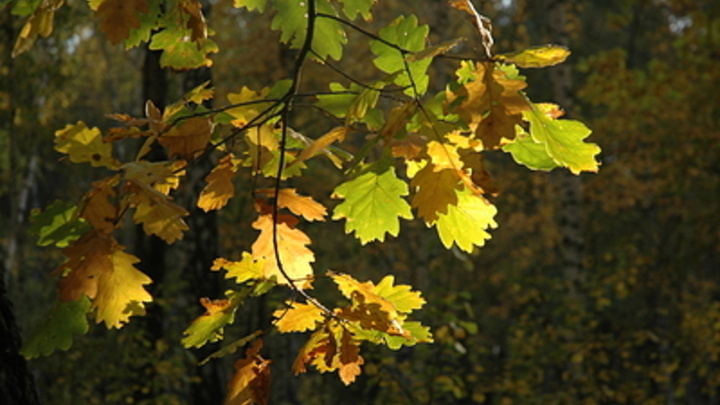 Месть Европы русским принял на себя мёртвый дуб Тургенева