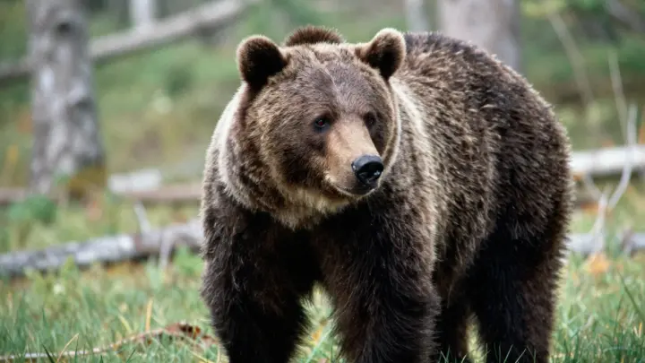 В Индии медведи за неделю растерзали двоих мужчин