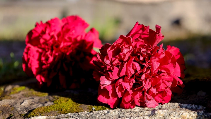 В Московской области перезахоронили останки 44 советских воинов, оборонявших столицу