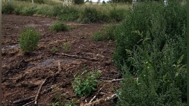 Жиры с птицефабрики сбросили возле леса: в Челябинской области жители нашли новую свалку