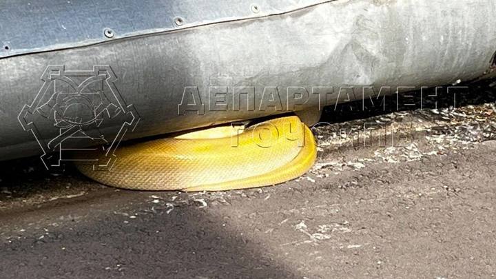 Большую желтую змею поймали спасатели в Москве под теплотрассой