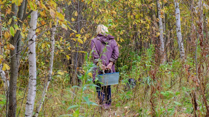 Жителям Новосибирской области грозят крупные штрафы за сбор грибов
