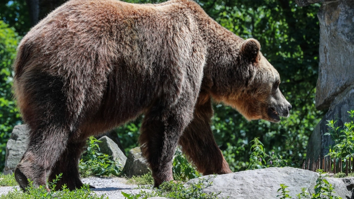 Медведь напал на 70-летнего грибника и оторвал ему голову в Японии