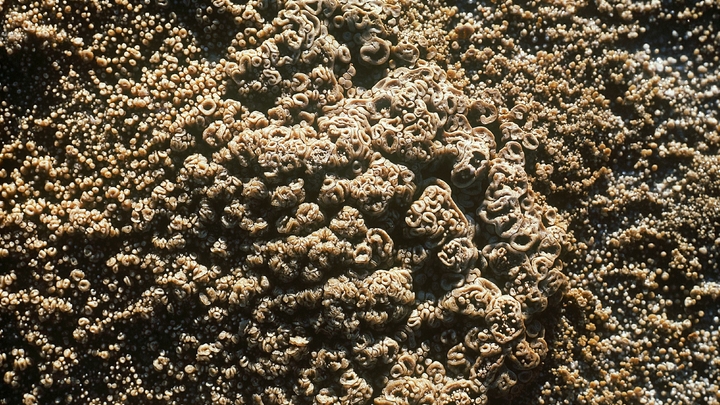 Русские учёные обнаружили на территории Белоруссии новый вид древних бактерий