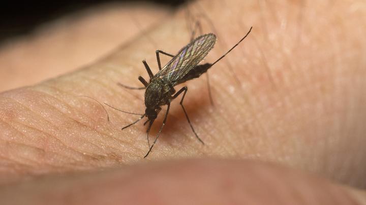 Безобидный укус довёл до операции: Украинцы столкнулись с паразитами, разносимыми комарами