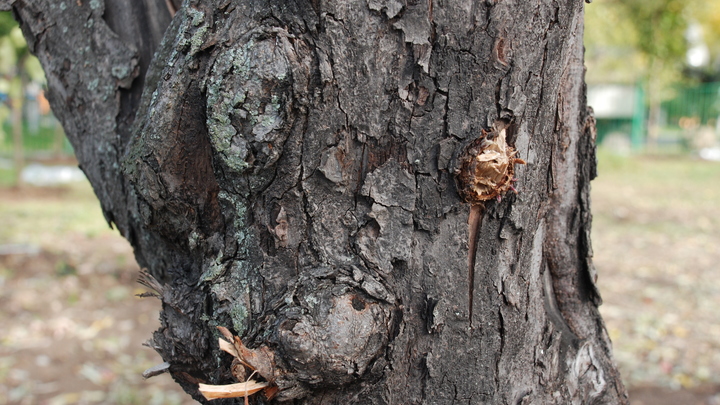 Подсказали кольца деревьев: Сибирские исследователи выяснили причину глобальных катаклизмов
