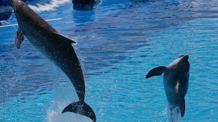 В России могут запретить вылов китов и дельфинов