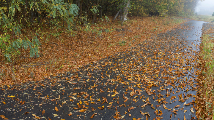 Позвал на помощь осень: Дворник Джамшит трогательно позаботился о жителях Подмосковья