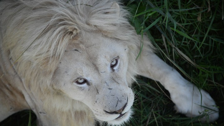 Река вышла из берегов в Подмосковье: Парк со львами и тиграми затопило