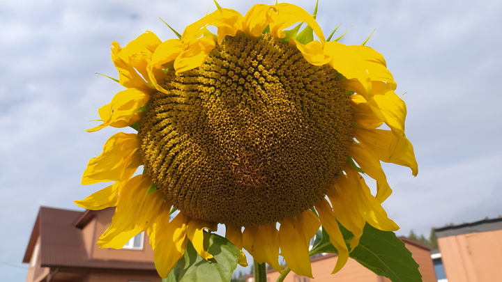 На Херсонщине запустили производство подсолнечного масла