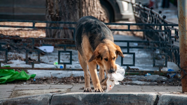 В Рязани брошенные хозяином голодные питбули загрызли одного из псов