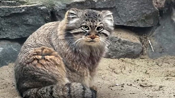 Котят манула сняли на видео в зоопарке Новосибирска