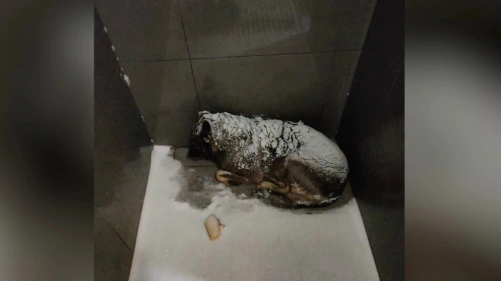 Собаку, из-за которой уволили курьера «Додо Пиццы», поймали и отправят в Москву