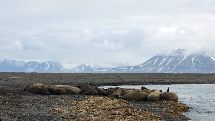 Норвегия сдалась: Грузы пропустили на Шпицберген