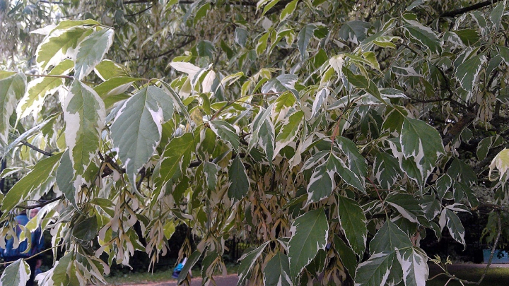 Американский клён признали крайне опасным: эксперты требуют защиты русских лесов