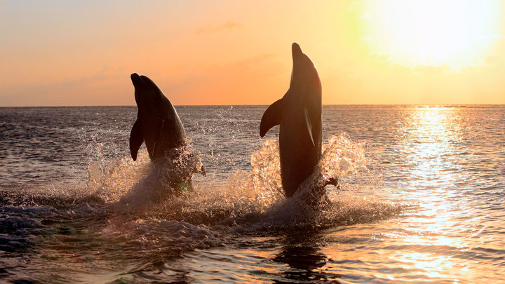 Боевые дельфины пали жертвой украинской пропаганды