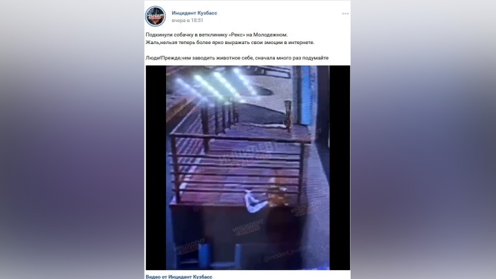 Щенка с петлей на шее подбросили на крыльцо ветклиники в Кемерове