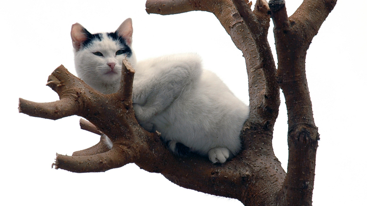 Застрявшего в вольере волков кота спасли в Московском зоопарке