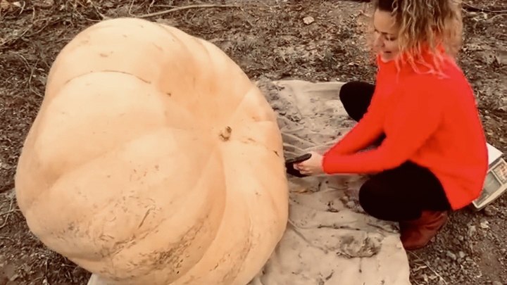 На Кубани фермеры вырастили тыкву-гиганта весом более 200 кг