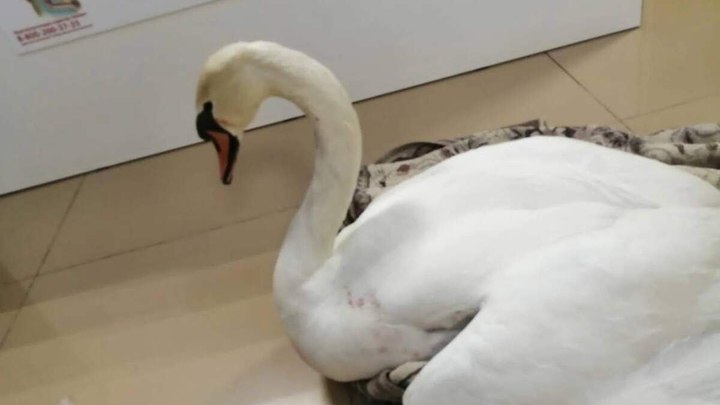 МВД разыскивает браконьеров, охотившихся на лебедя в Анапе