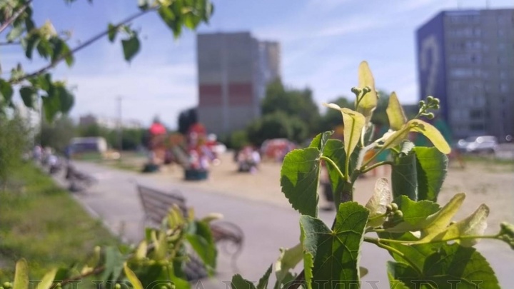 В Кургане во время ремонта дороги срубят клёны