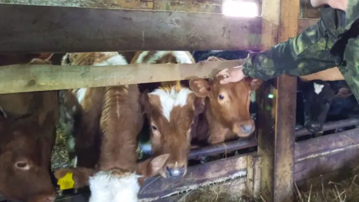 Губернатор Травников: меры против пастереллёза строгие, но необходимые