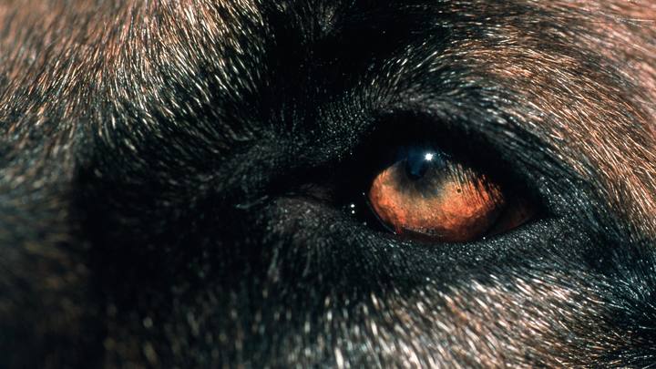 Спасатель 20 минут боролся за жизнь собаки: Кадры, которые никого не оставят равнодушными