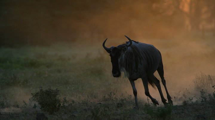 В Талдыкоргане полиция арестовала браконьера, пытавшегося незаконно продать 222 рога сайгаков