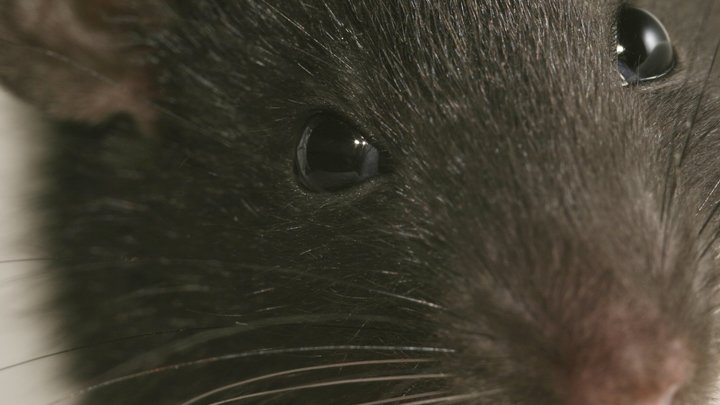 У главы СНБО Украины заметили нездоровую зацикленность на крысах