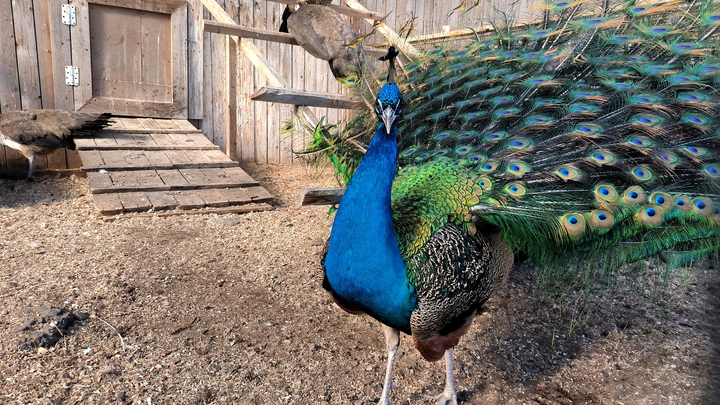 К чему снится павлин: значение, подробное толкование