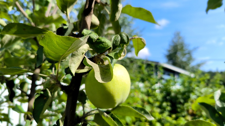 Пашинян решил сжалиться над 71-летним стариком, бросившим в него яблоко