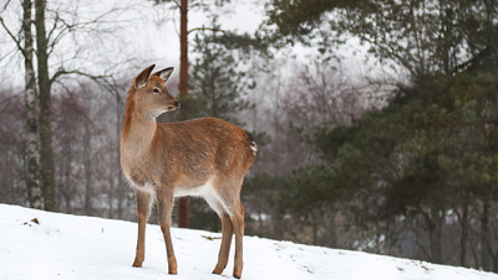 Не оставил никаких следов: В Британии неизвестное существо съело оленя в графстве Уилтшир