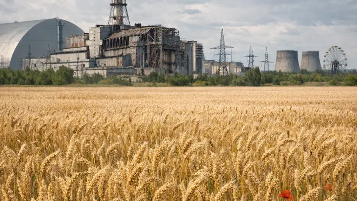 Пшеница с радиацией: в Чернобыльской зоне годами собирали урожай