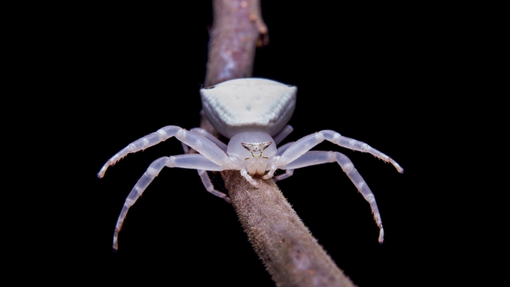 Чувствуют человека за 10 метров: Где и когда клещи особенно опасны. Эксперты дали советы жителям России