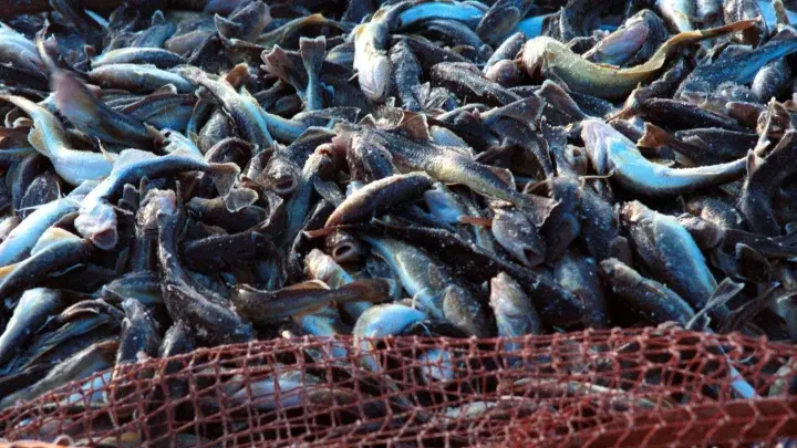 Сгон воды в Ростовской области грозит экологической катастрофой