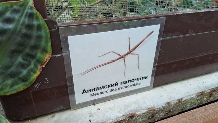 В Новосибирске отдают в добрые руки странных насекомых из Вьетнама