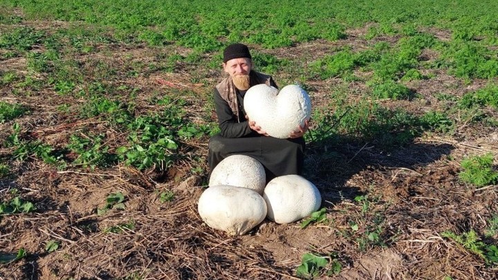 В Ивановской области монахи Николо-Шартомского монастыря нашли гигантские грибы-дождевики